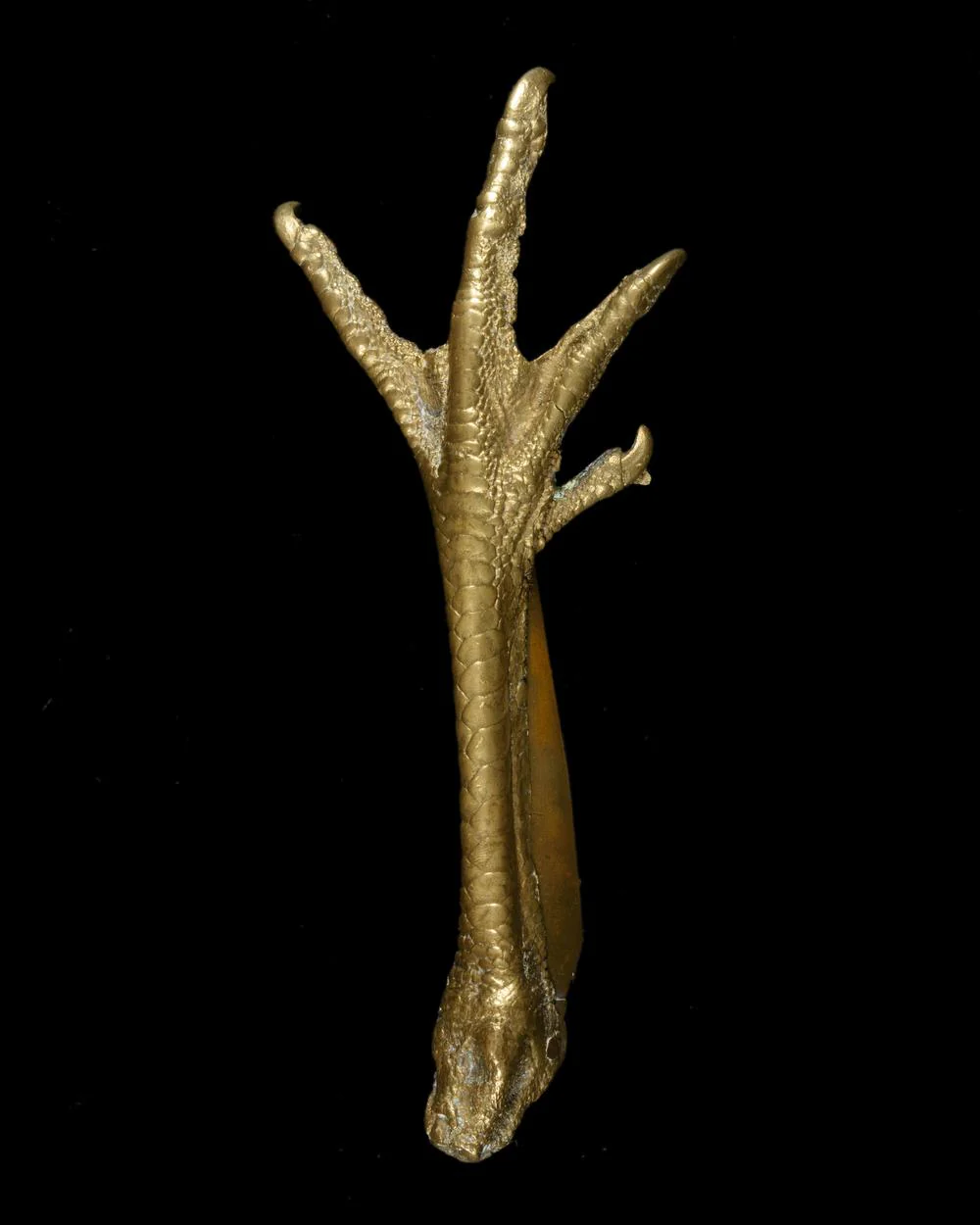 Curiosités et objets singuliers